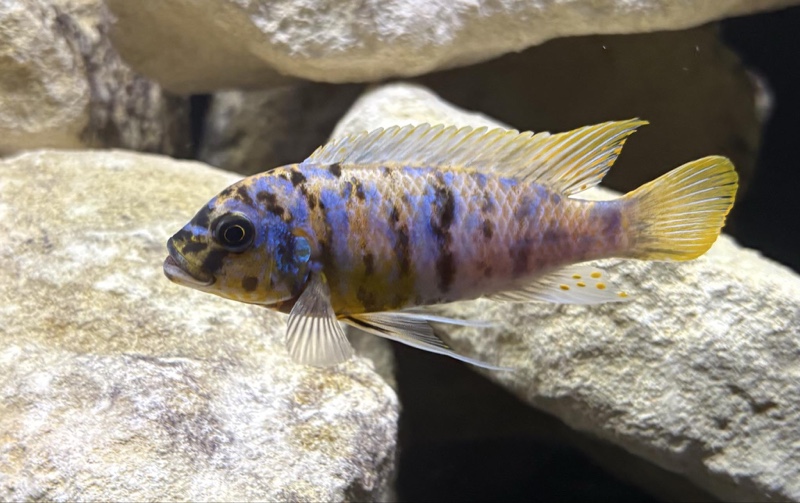 Maylandia fainzilberi 'Nsele'